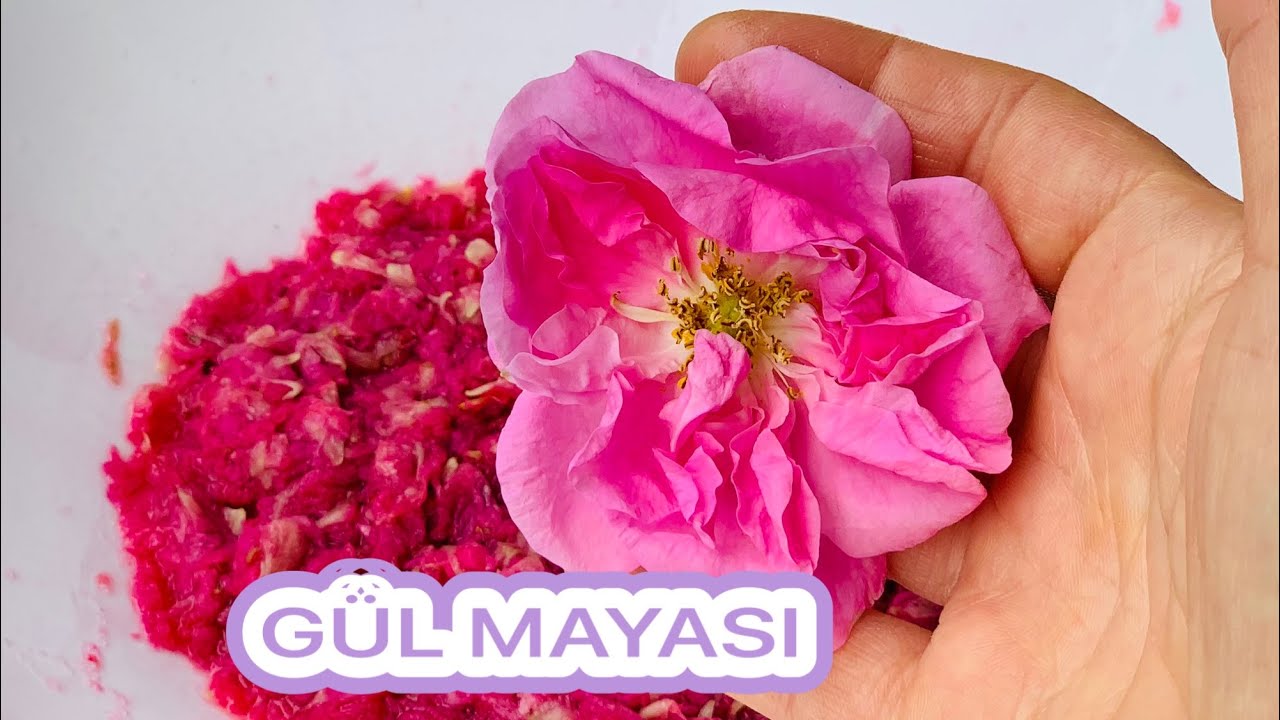 GÜL REÇELİ GÜL MAYASI OLMADAN OLMAZ 🌹GÜL MAYASI NASIL YAPILIR? / ROSE YAST RECIPE FOR ROSE JAM #gül