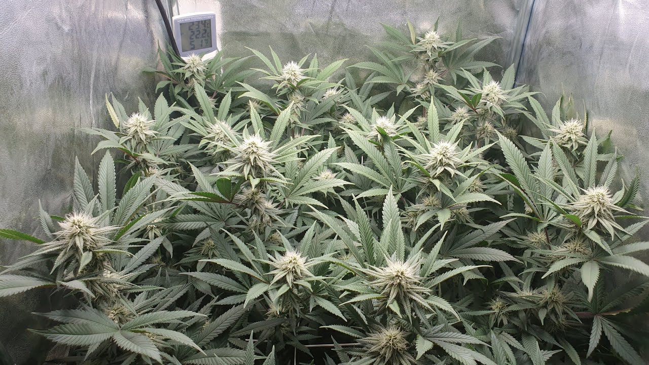 Viparspectra XS1000 Review with Cookies Gelato, Day 28 (Flower)#7