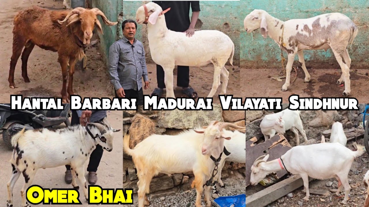 Top Notch Quality Hantal Barbari Madurai Vilayati Sindhnur Sheep @Talabkatta | Omer Bhai | Hyderabad
