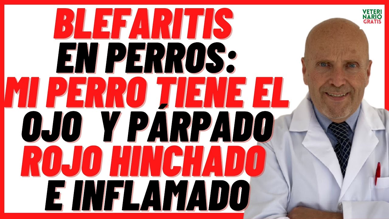 BLEFARITIS en Perros 🔴Por qué Mi Perro tiene el OJO y PÁRPADO HINCHADO y CERRADO 🔴Cómo Curarlo 🔴
