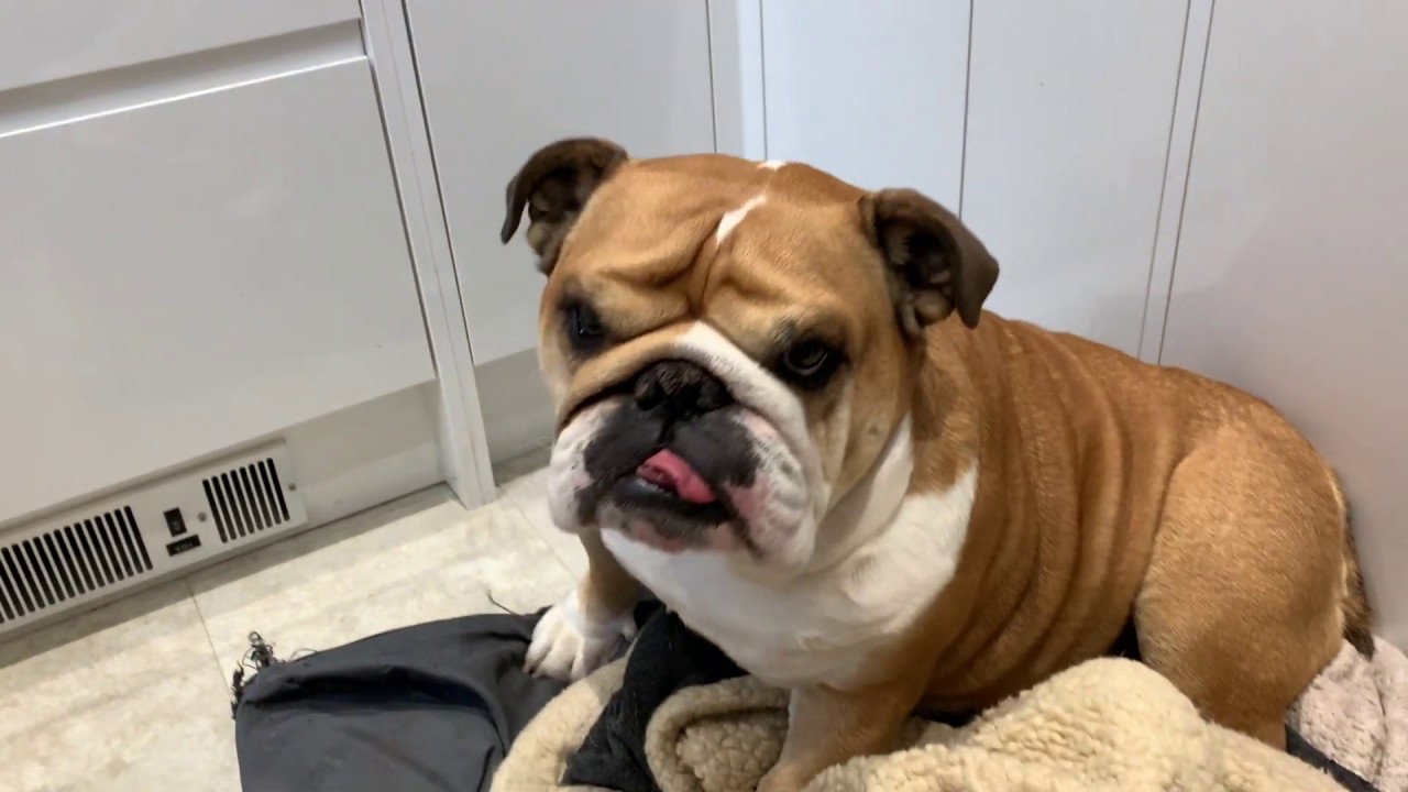 Birdie's face cleaning | ENGLISH BULLDOG