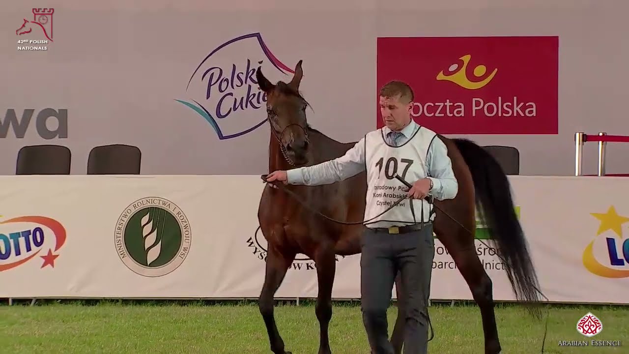 N107 PERFORIA - 2020 PRIDE OF POLAND - 42nd Arabian Horse National Show - 7-10 Years Old Mares (...