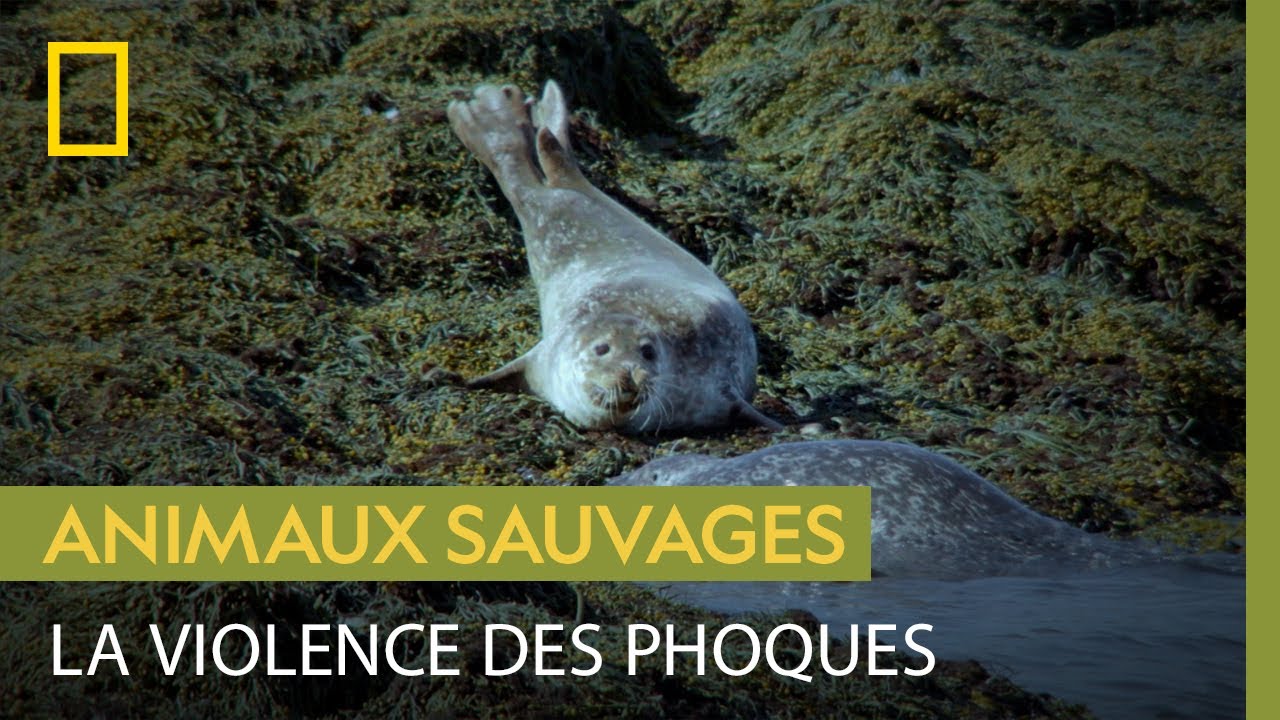 Ces phoques se battent pour... s'installer sur un rocher