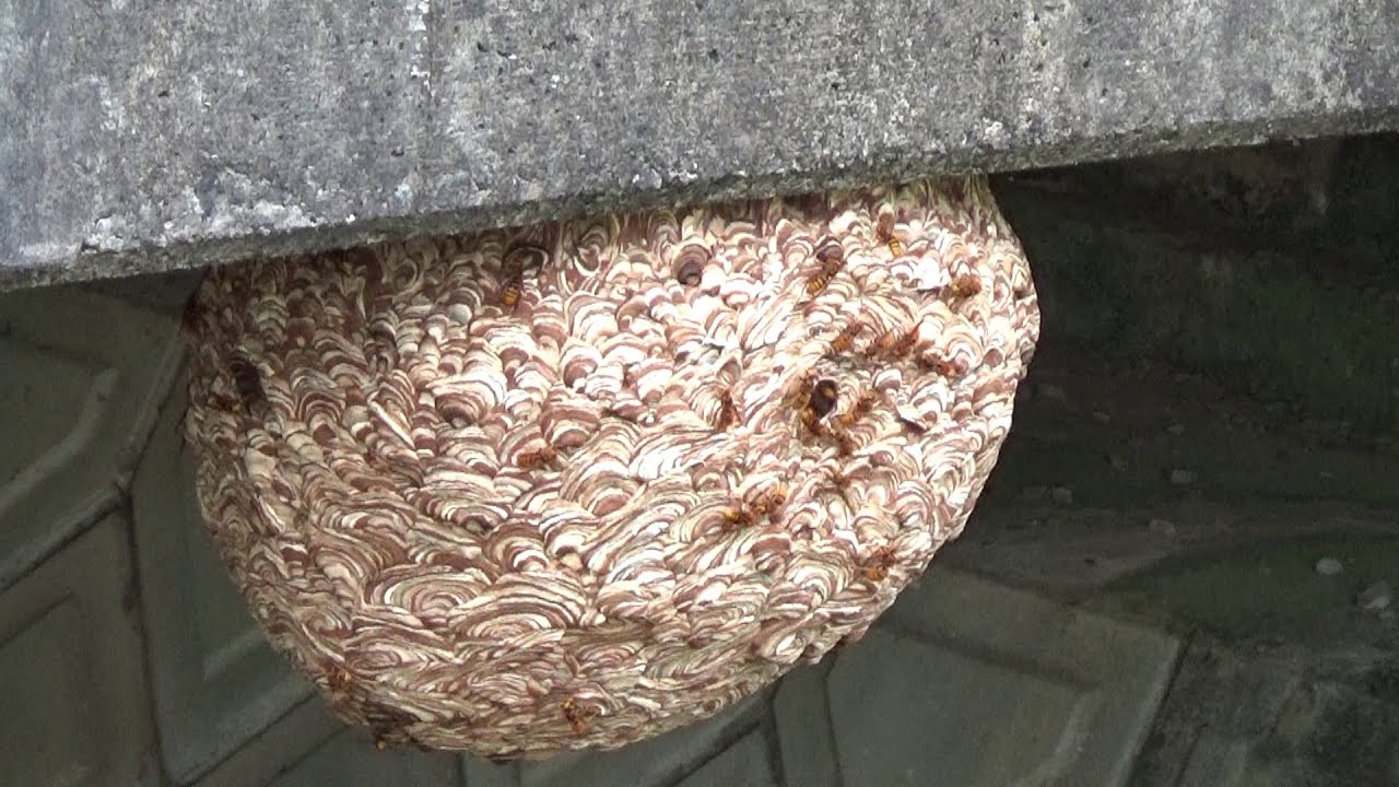浅川町役場から橋の下に作られた巨大なでスズメバチの巣駆除の緊急要請！ Hornet Nest Removal
