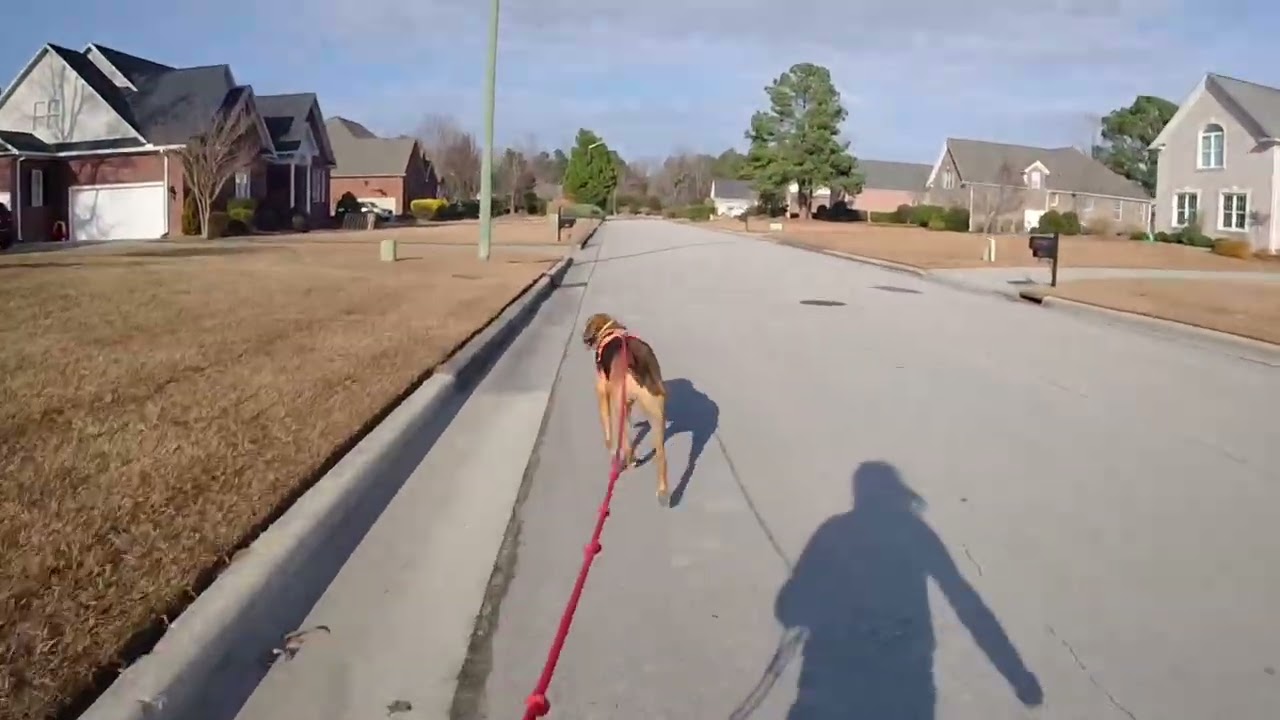 #140 MAR K9 John Henry drop trail TD: Chamberlain TDH: Madeline