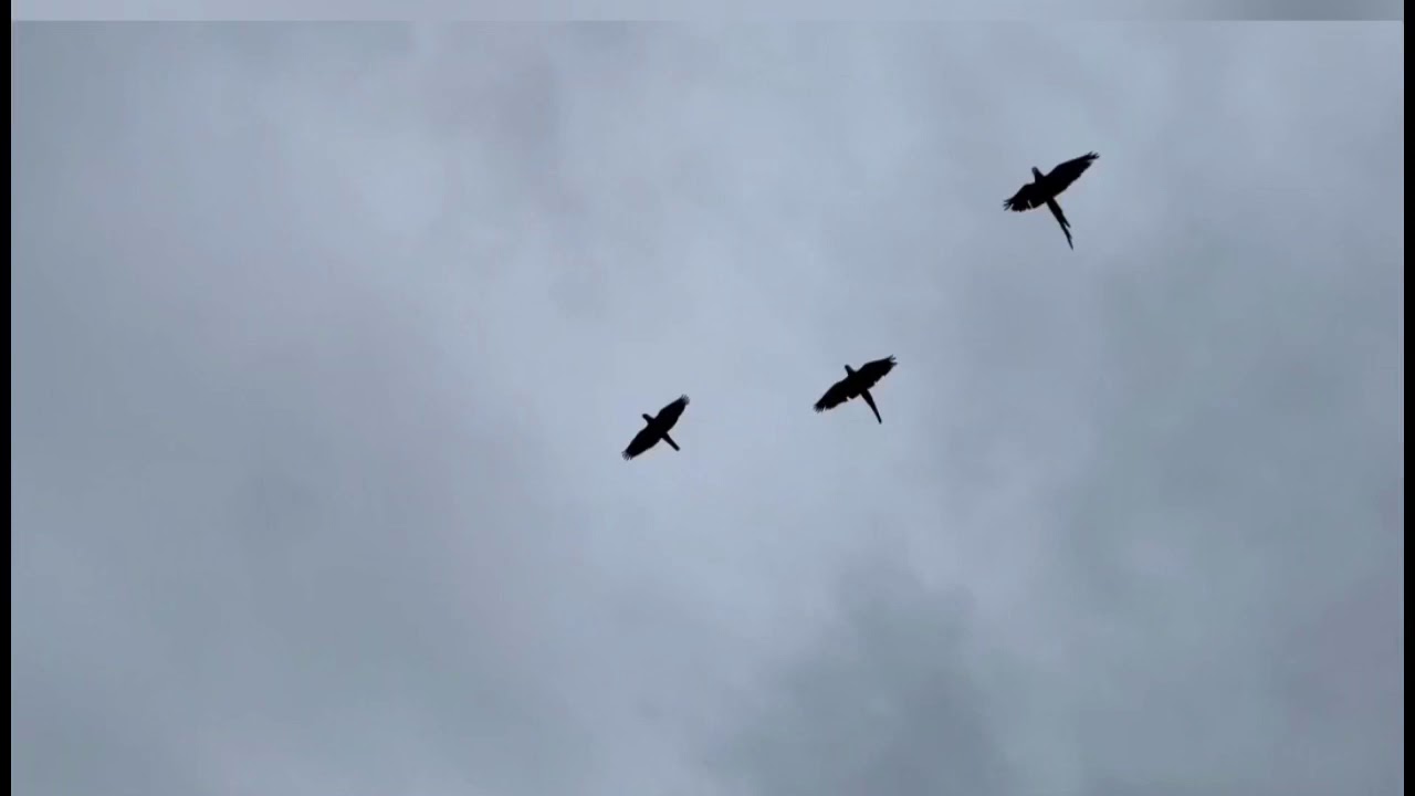 Rojo, Luca y Emir volando en Golf Maioris #freeflightmallorca #arachloroptera #araararauna #miligold