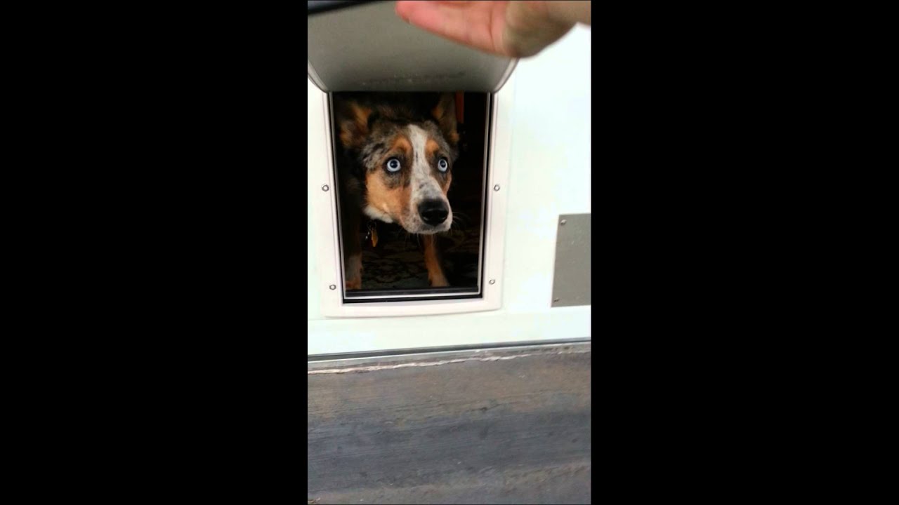 Azure scared of the dog door