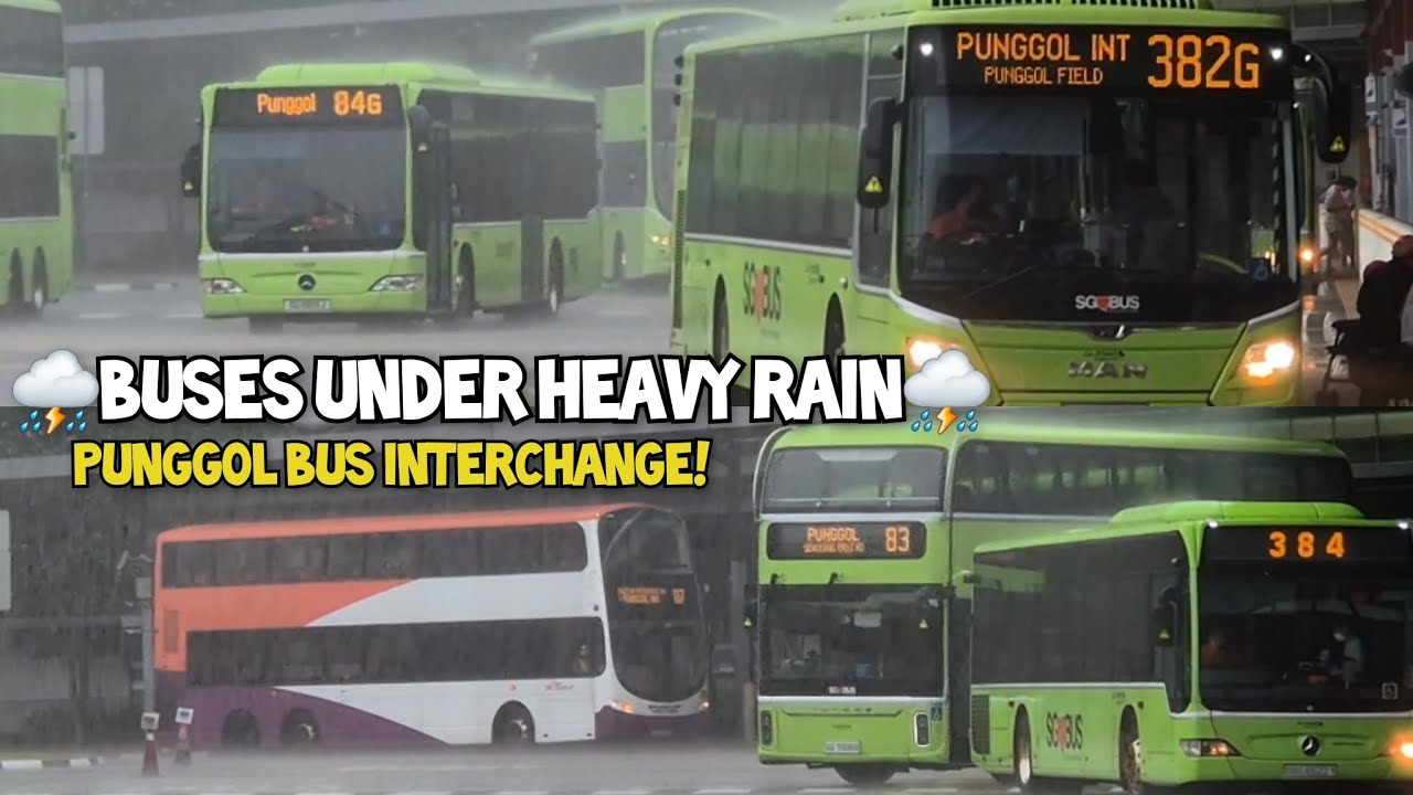 ⛈️Buses Under Heavy Rain At Punggol Bus Interchange, Singapore 2024⛈️