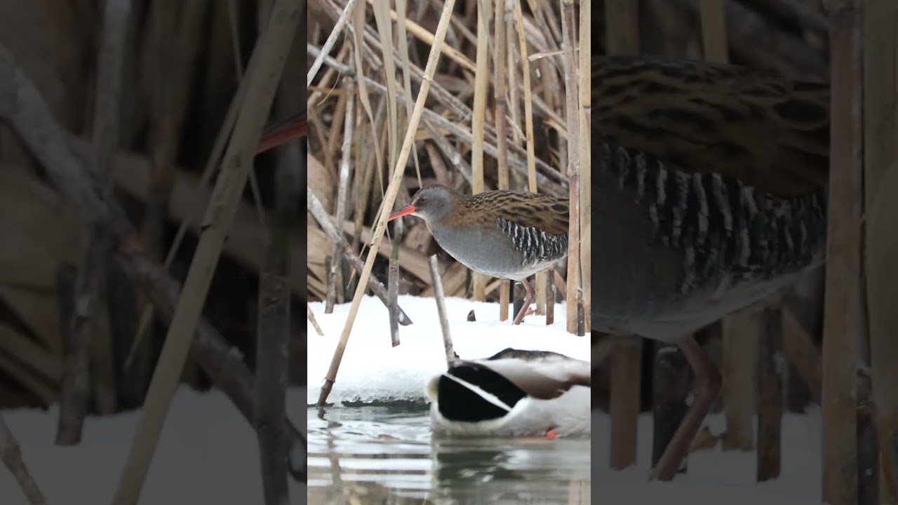 Water Rail // Водяной пастушок #birds