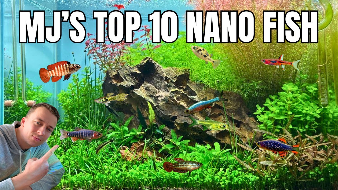 10 лучших нано-рыбок для вашего аквариума!