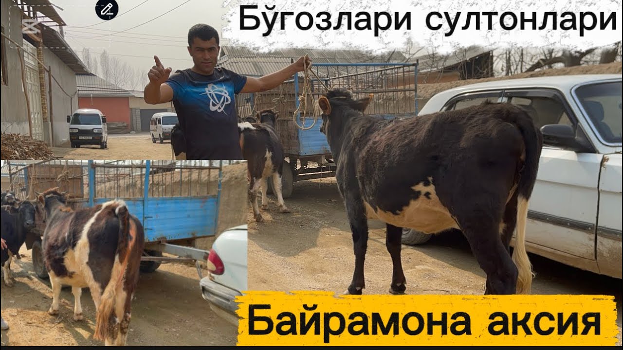 Пули арзон бўғозлар мухиддин акада