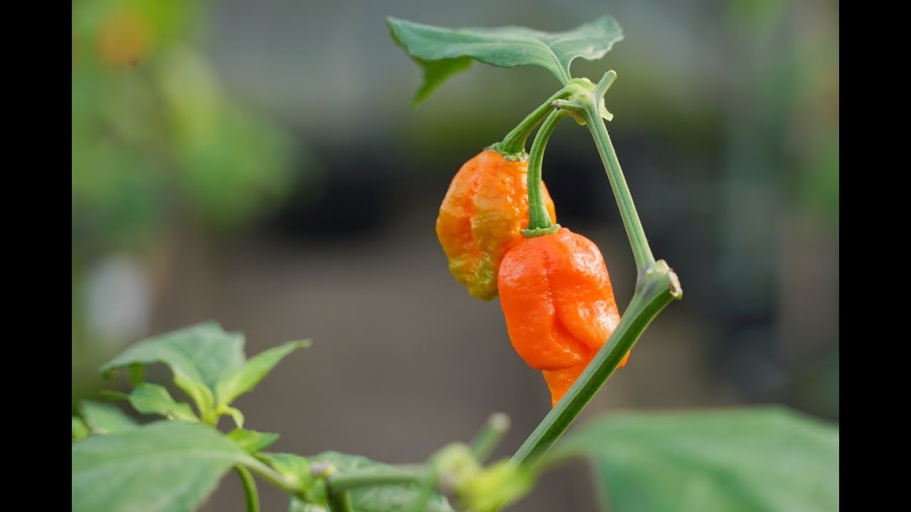 Többszörös díjnyertes chiliszósz készítőnél jártunk Nyúlon