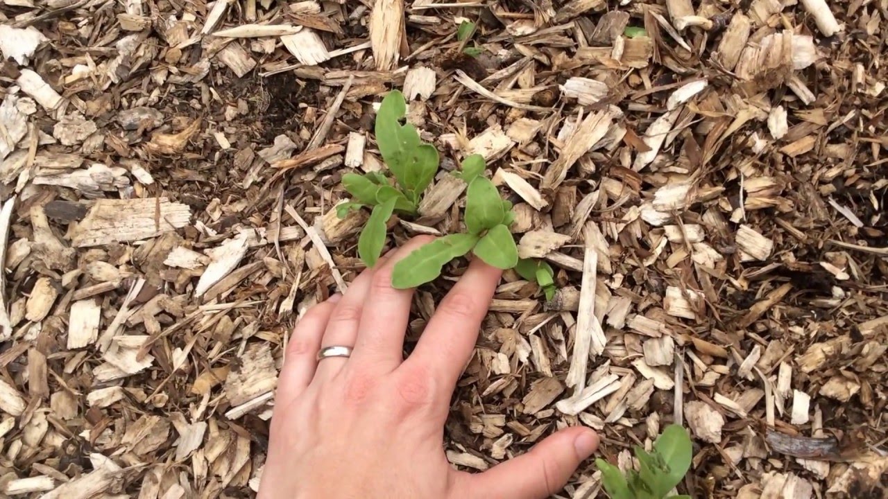 Companion plants for tomatoes