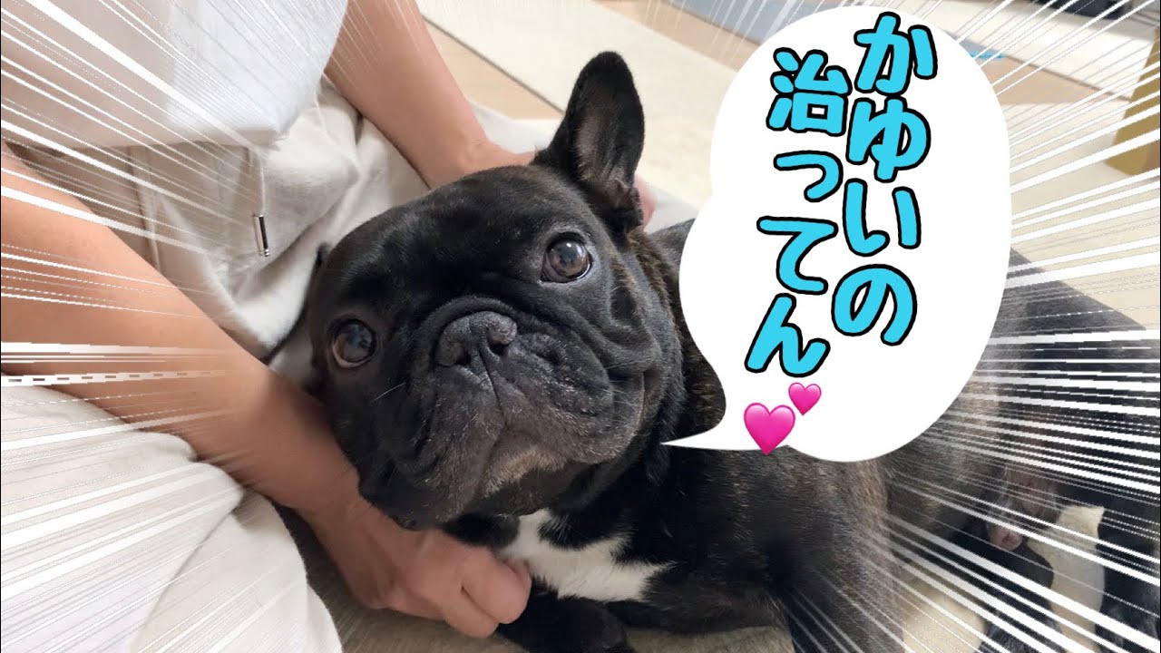 指間炎と肉球の赤み痒みが劇的に消えたタプ家の対処法【フレンチブルドッグ】