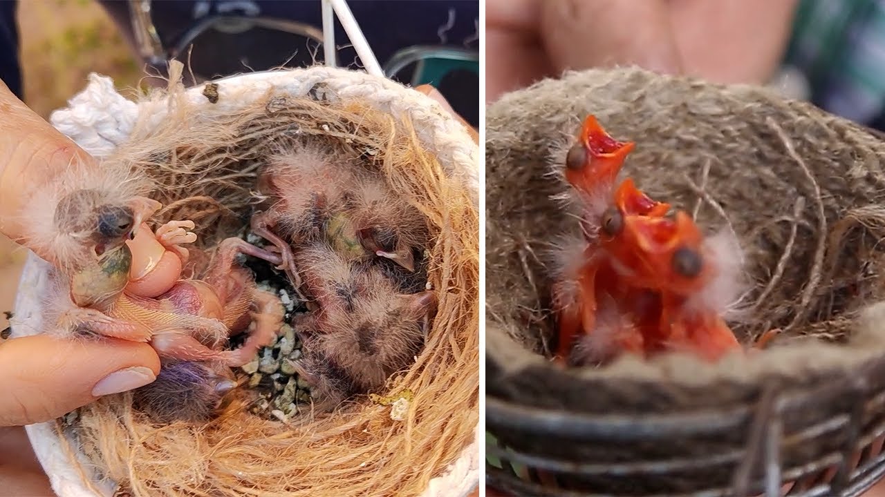 Saúde, nutrição e desenvolvimento dos filhotes