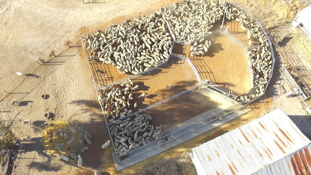 Sheep yards in Action