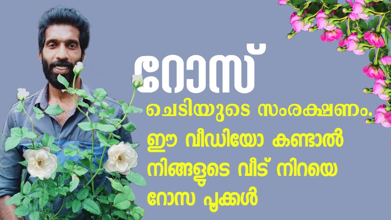 ഈ വീഡിയോ കണ്ടാൽ റോസാ ചെടികൾ നിങ്ങൾക്ക് പരാജയം ആവില്ല |Shemiz Sk |