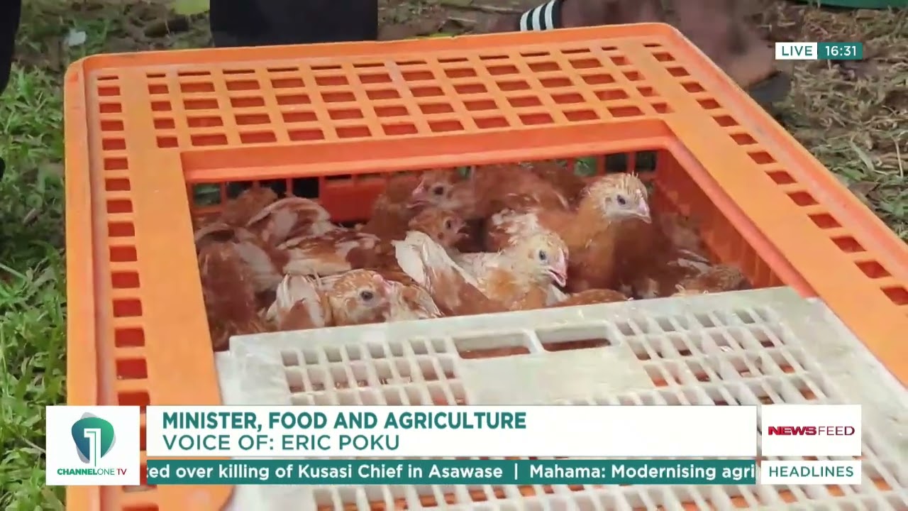 Nkoko Nkitinkiti Under Scrutiny as Gov’t Orders Chick Shortfall Probe
