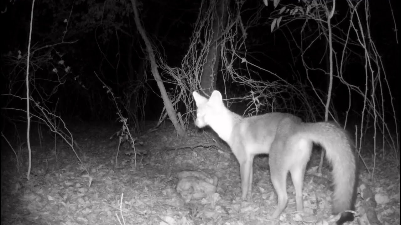 Texas Nightlife: Fox Caught on Trail Cam! 🦊