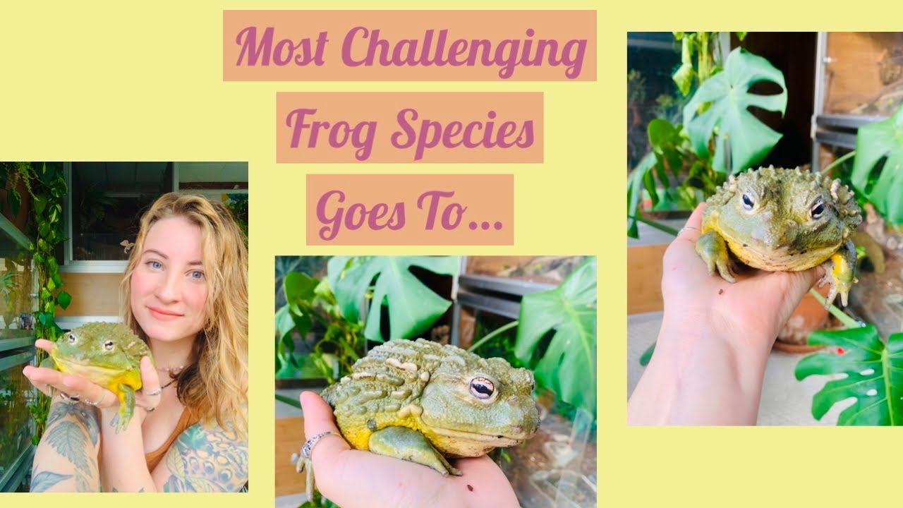 Pixie Frog Challenges