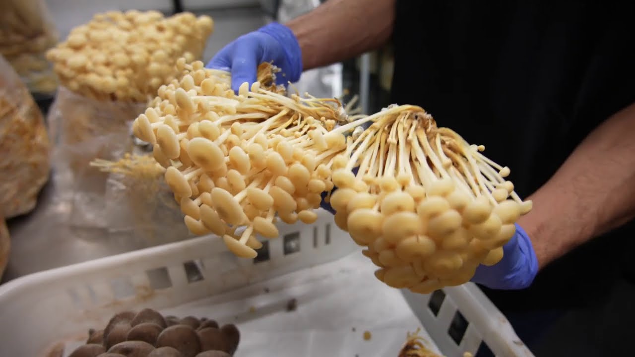 Golden Enoki Mushroom Harvest | Southwest Mushrooms