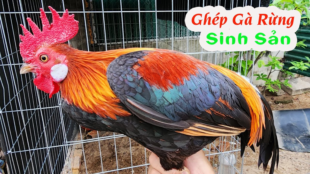 Thử Ghép Gà Rừng Bố Mẹ Và Làm Nhà Cho Gà Rừng Sinh Sản | Tuấn Nghịch TV