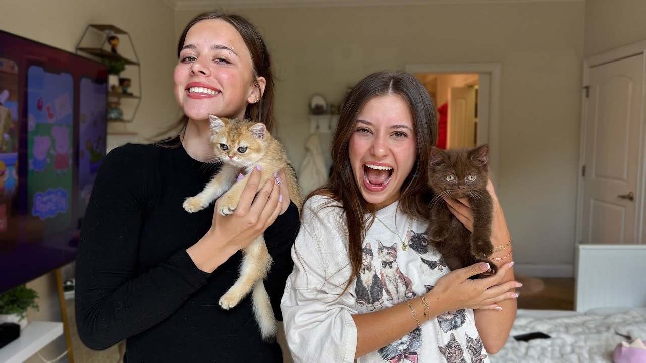 Get New Kitties With Us!!