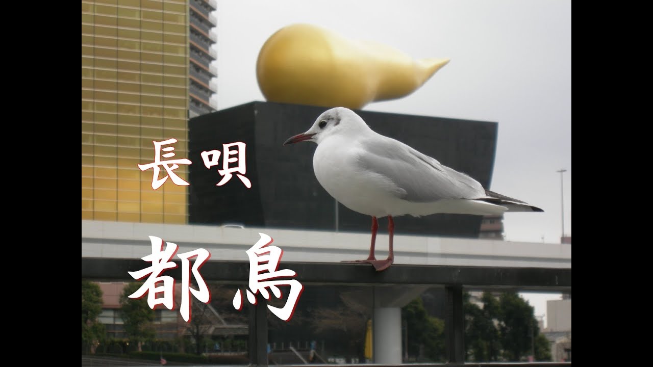 長唄　都鳥（みやこどり)(miyakodori)#都鳥