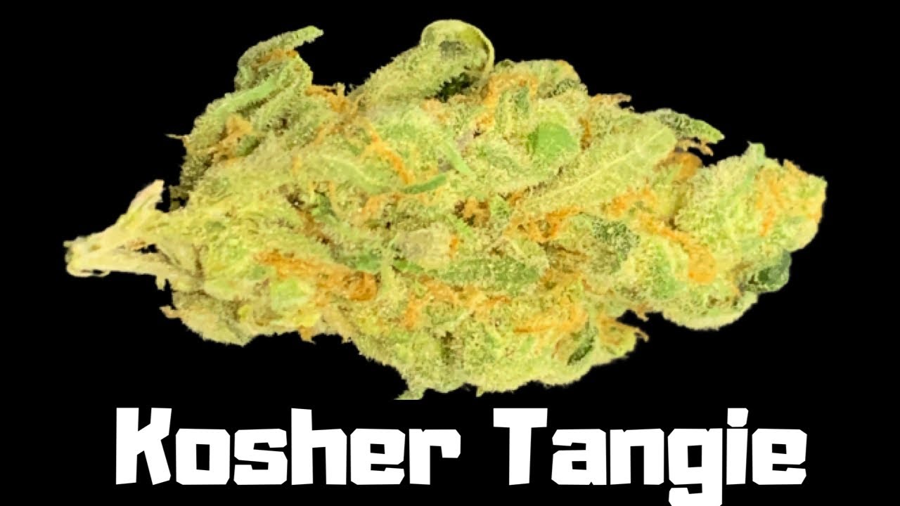 Kosher Tangie Strain Review - ( Kosher x Tangie )