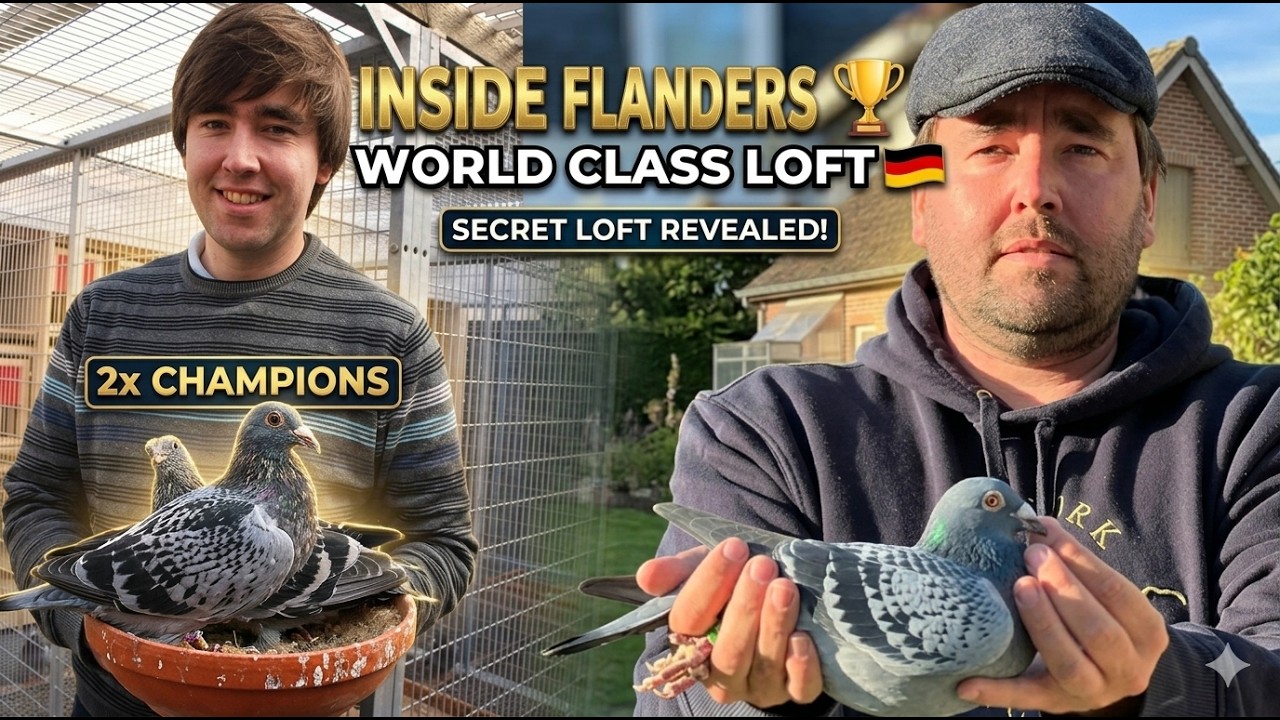 Внутри коллекции FLANDERS 🔥 Представлены элитные спортивные голуби и чемпионские родословные.