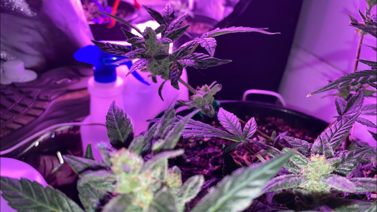 Flushing My First auto flower grow! It&rsquo;s Zkittles from Cropkings🤫