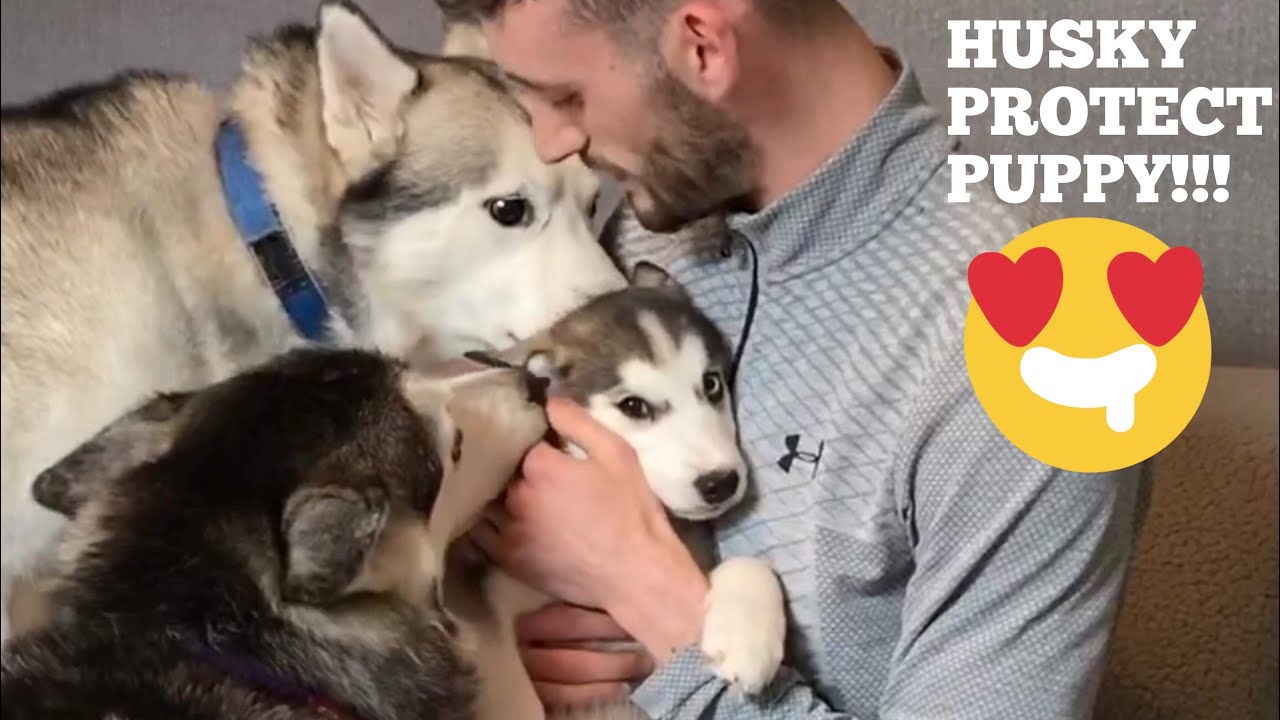 Хаски впервые встречают щенка [РУПЕРТ ЗАЩИЩАЕТ ЩЕНКА!!!!]