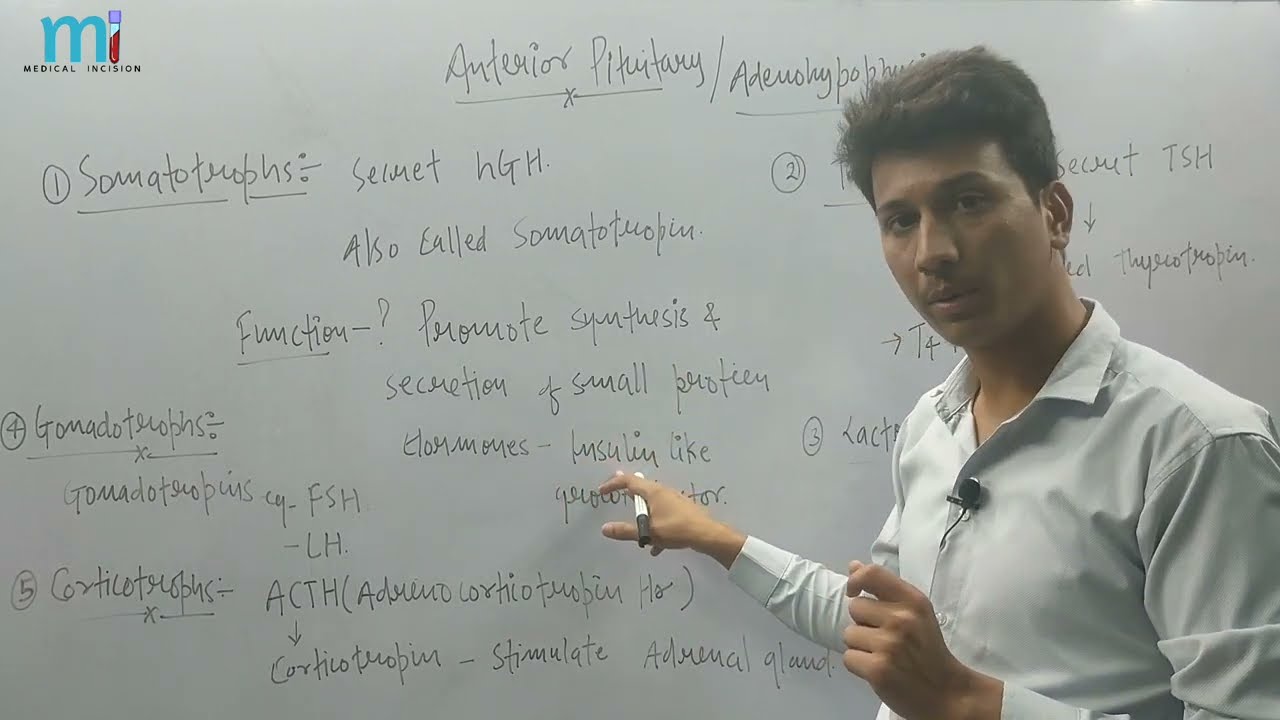 Endocrine System | Pituitary Gland | Bsc Nursing | Paramedical | GNM | Hindi |