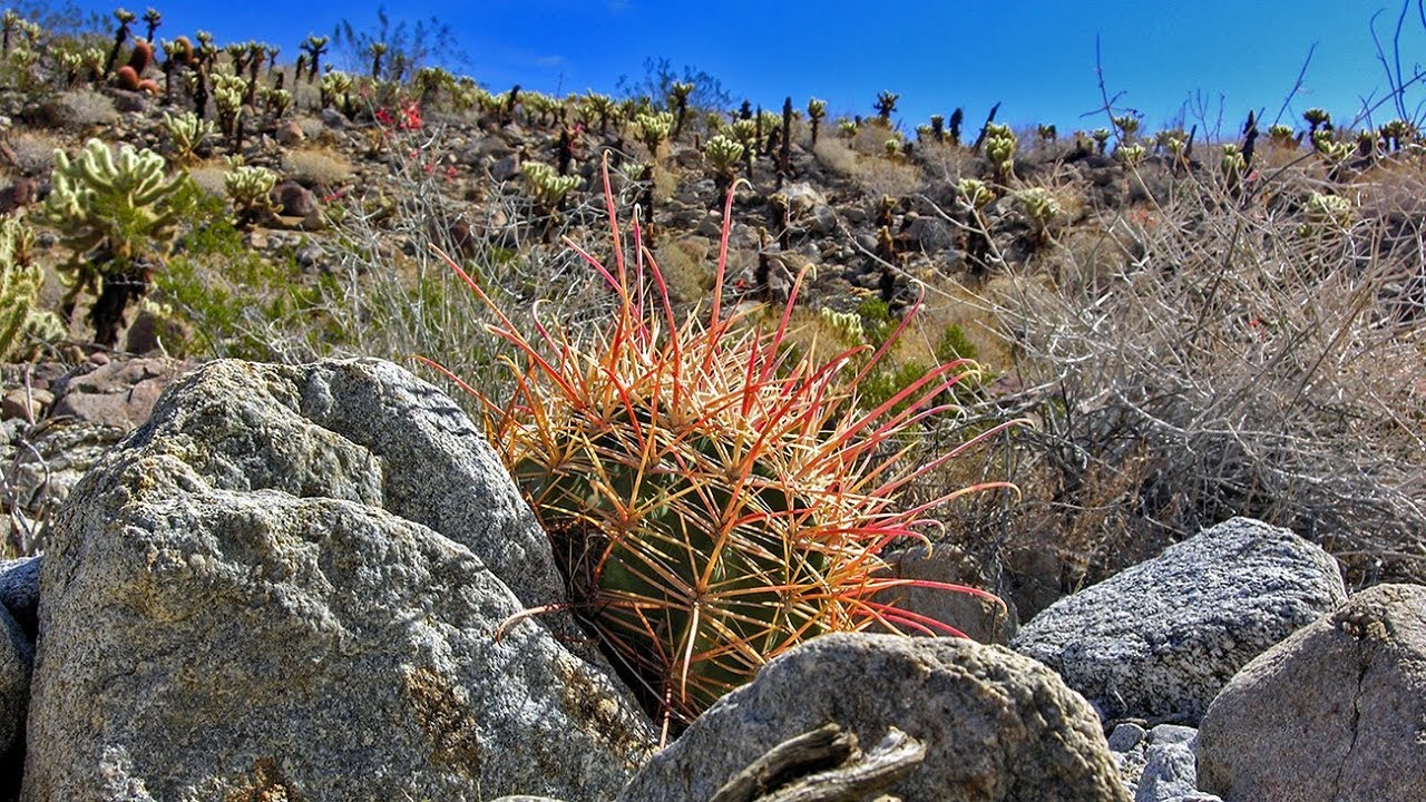 Cactus Loop Trail in Anza-Borrego