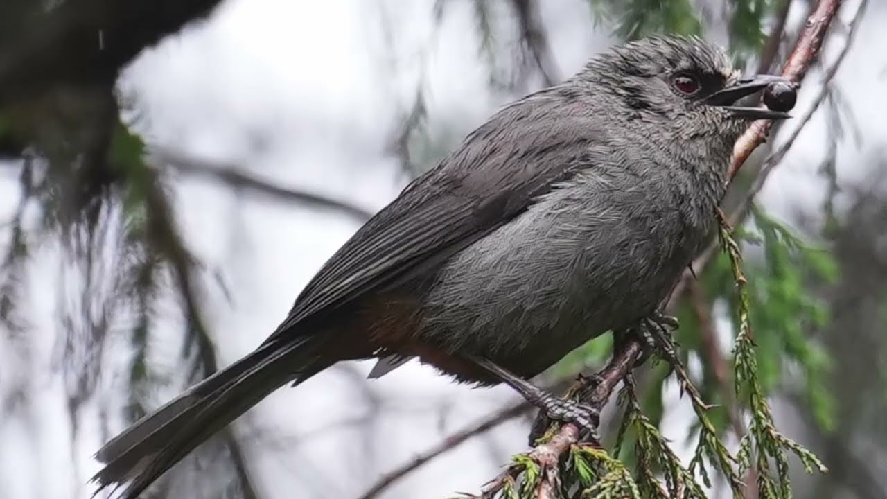 The unique birdlife of Ethiopia's Bale Mountains National Park