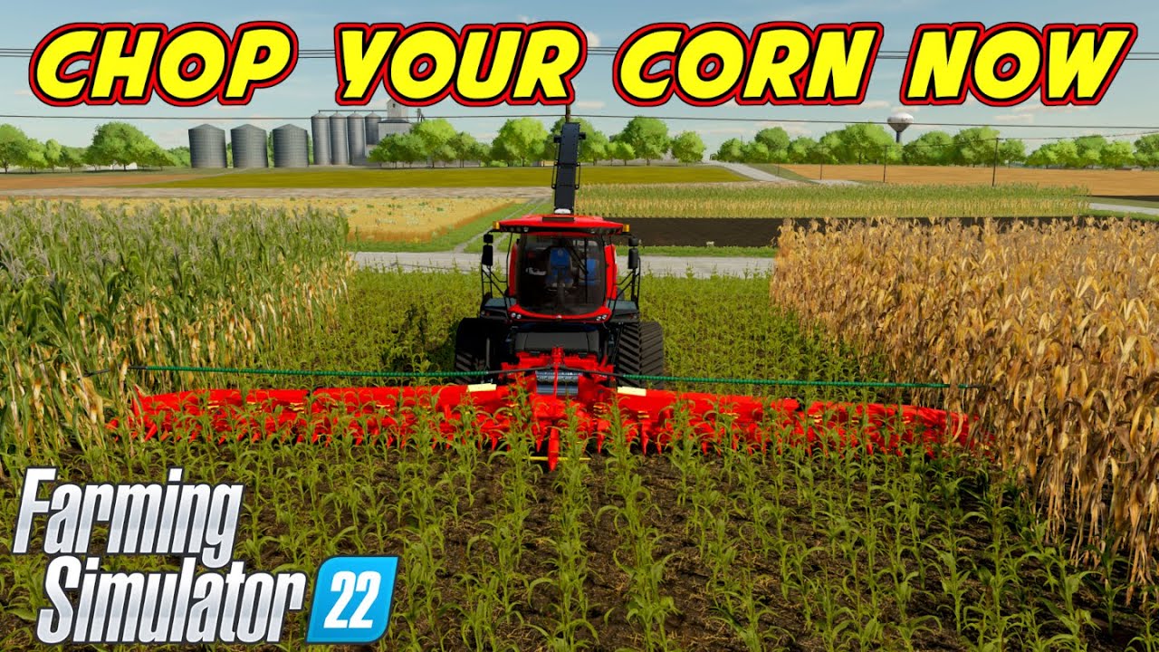 Когда рубить кукурузу на мякину в Farming Simulator 22