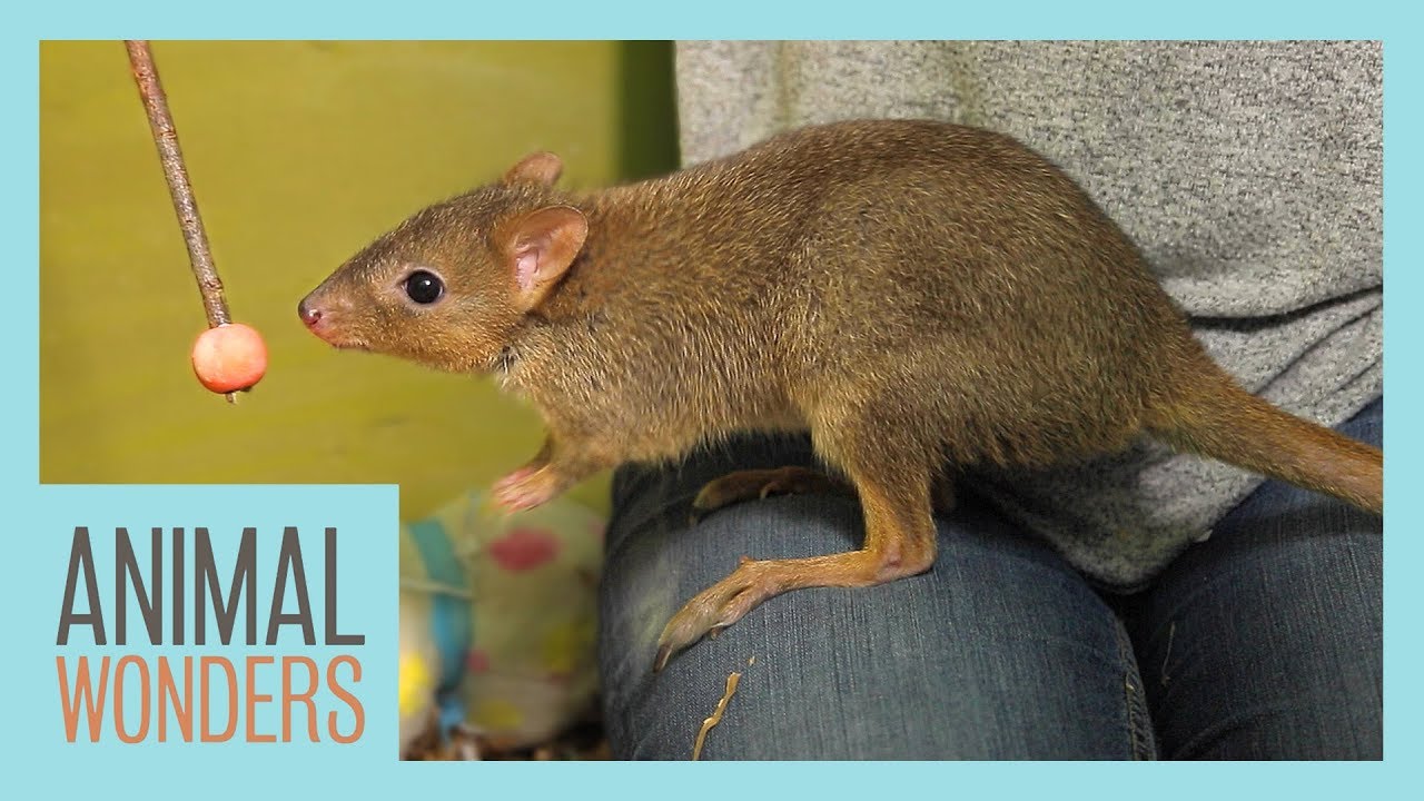 Training Our Bettong!