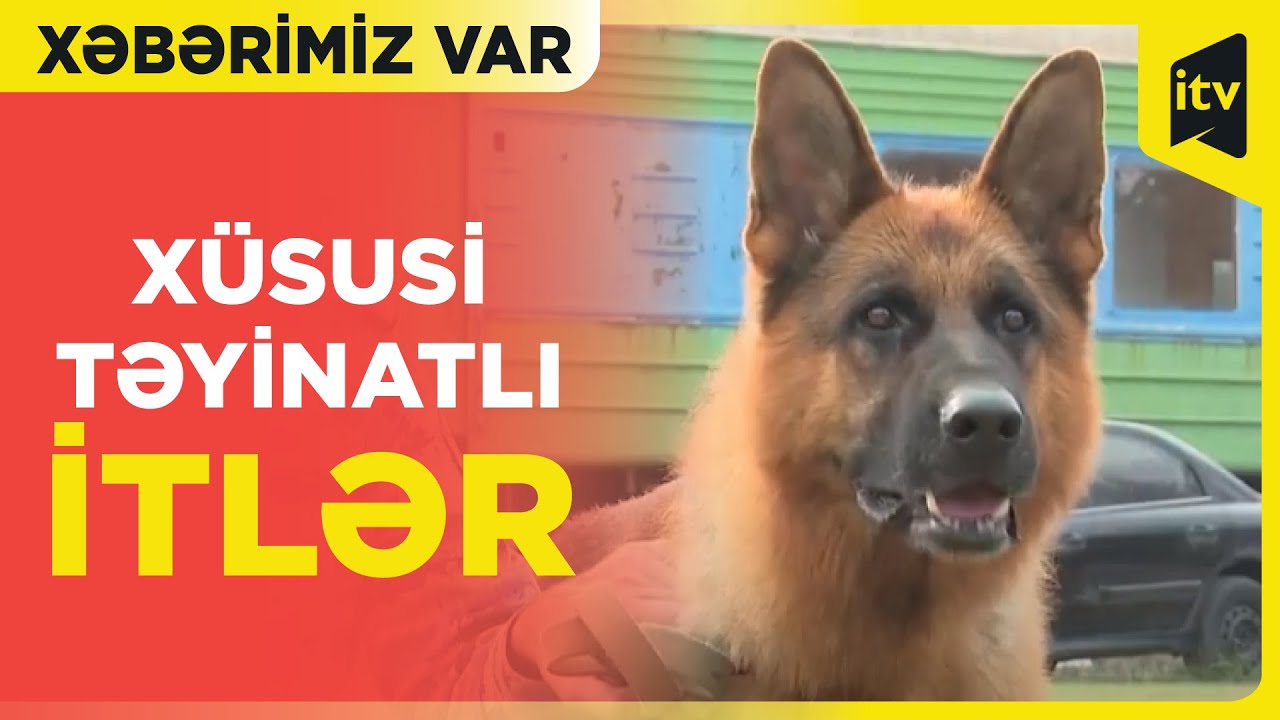 Narkotacirlərin və qaçaqmalçıların qənimi xüsusi təyinatlı itlər