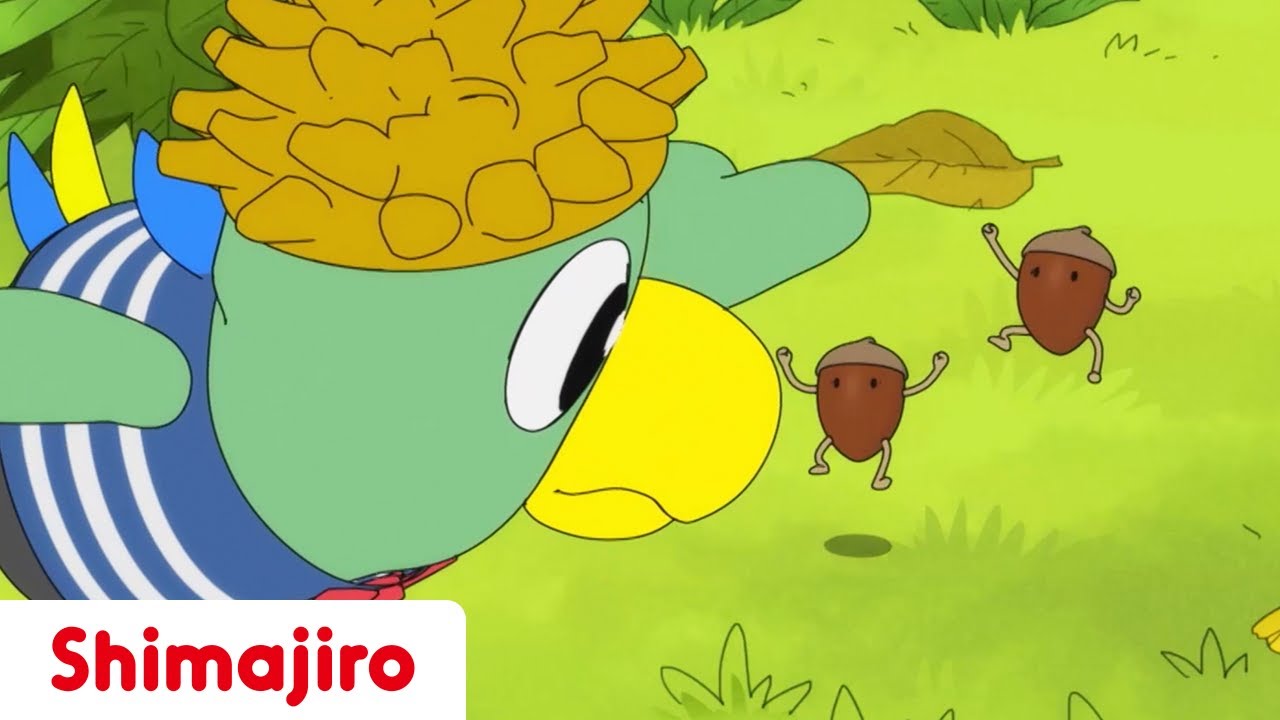 The King of Acorns 🌰  | Family | 24 Minute Compilation | Kids video for Kids | Shimajiro