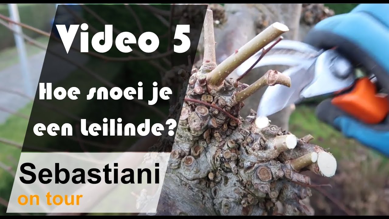 Hoe snoei je een Leilinde?  Video 5 SEBASTIANI ON TOUR