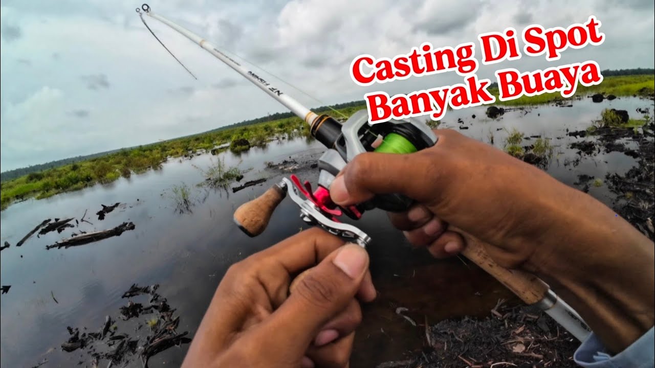 Casting di spot buaya, ternyata banyak sambaran toman ‼️#fishing #mancing #mancingmania #fish