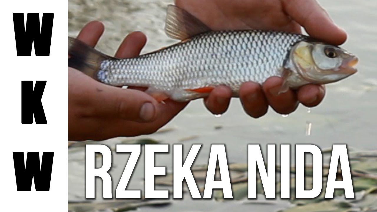 Wędkarstwo Rzeka Nida | Spontaniczny wypad na spinning | Kleń i okoń