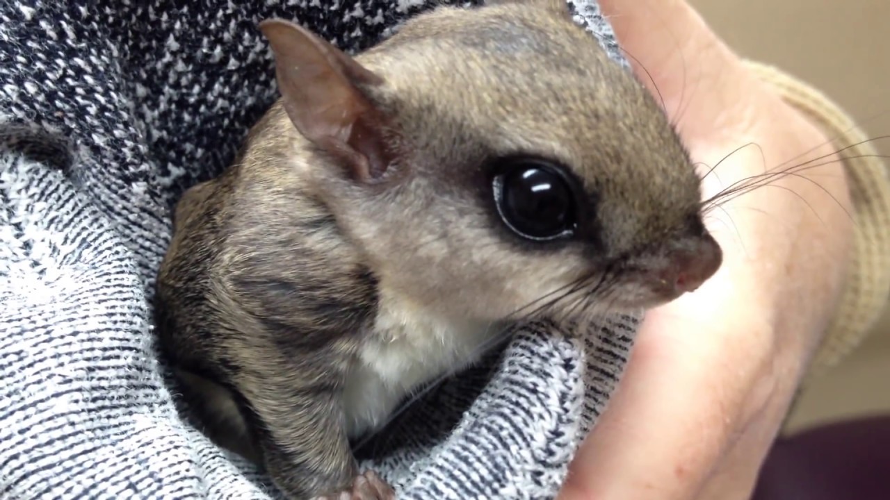 Southern Flying Squirrel in for prerelease exam