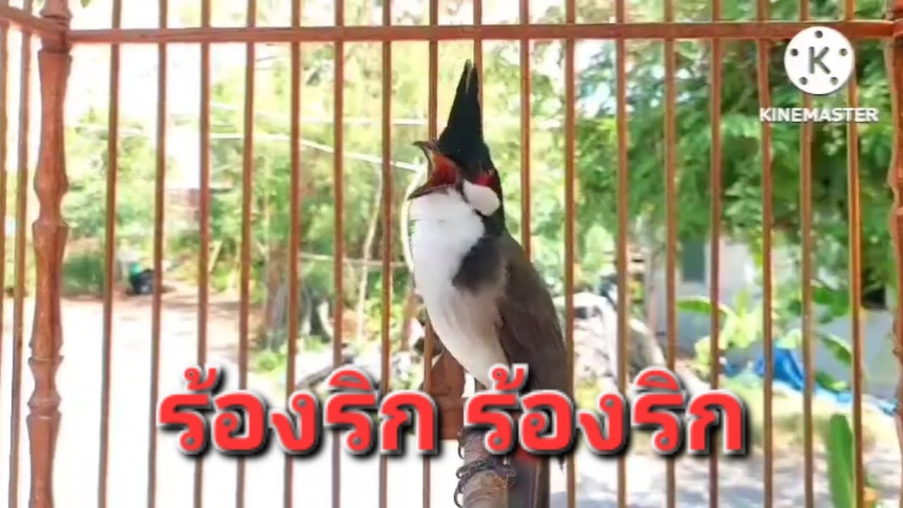 นกกรงหัวจุก จ้าวมีโชค ร้อง ริก #birds #animals #chaomao #cute #bulbulbird #nature #jambul 
