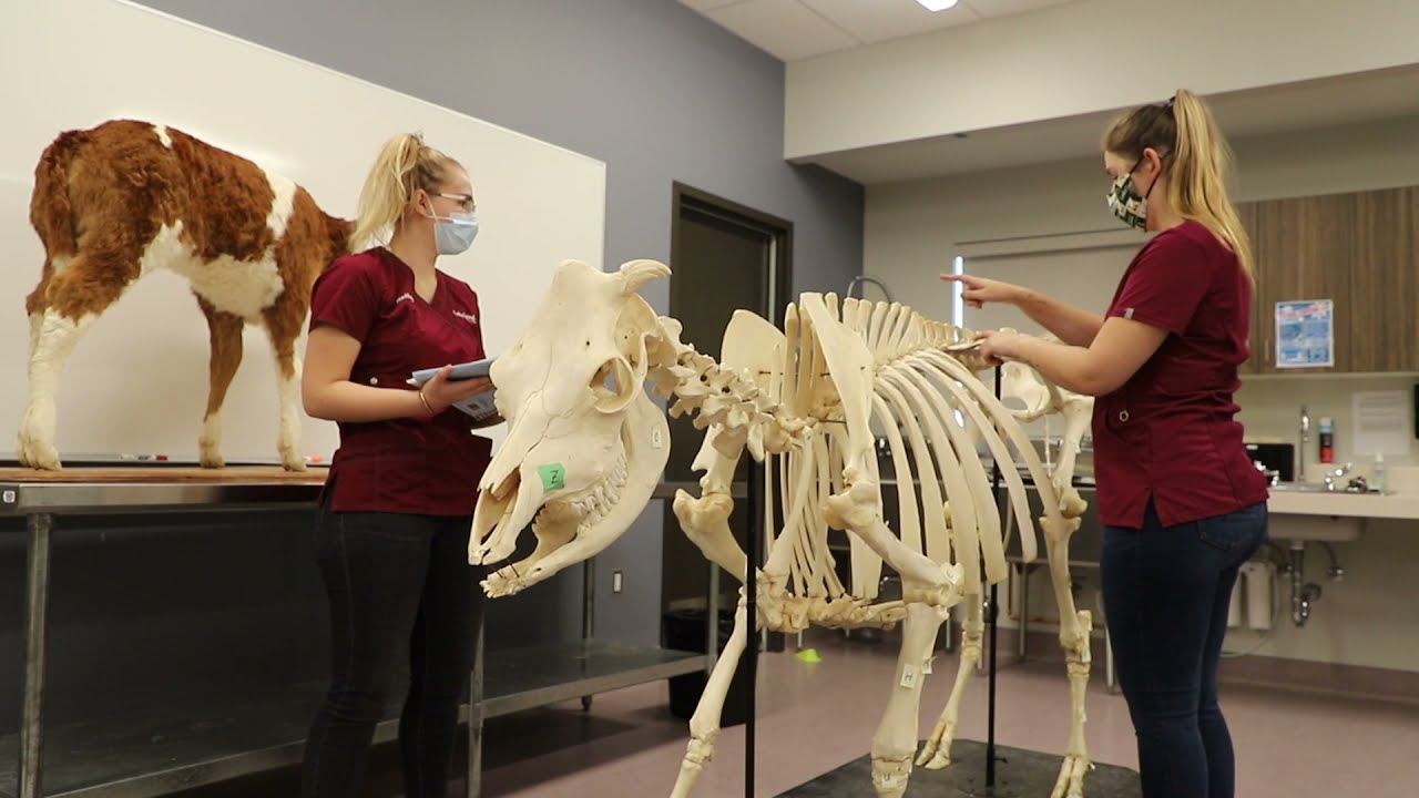 Agricultural Sciences | Animal Health Clinic Tour