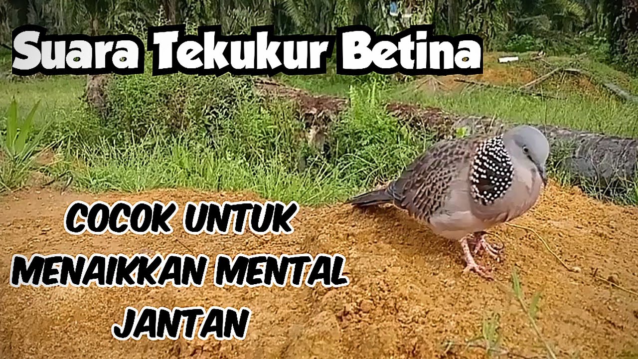 Suara Tekukur Betina // Cocok Untuk Menaikkan Mental Ajaran