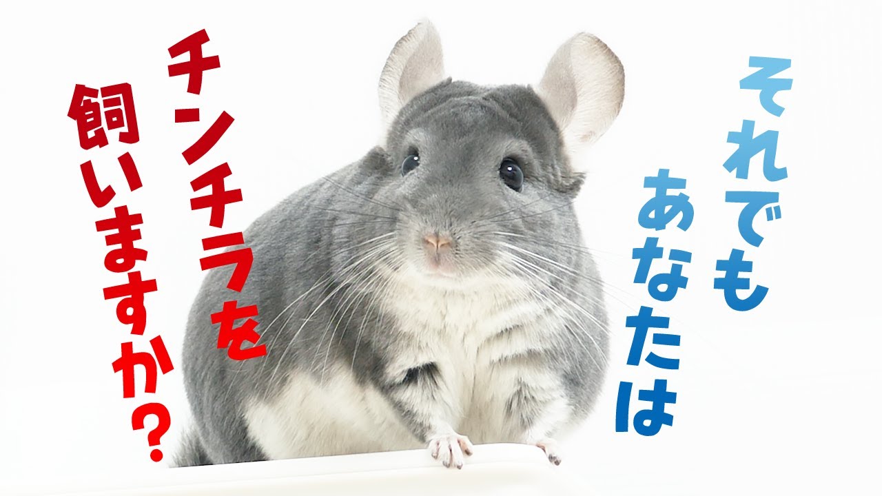 それでもチンチラを飼いますか？チンチラの飼育で大変な事まとめ