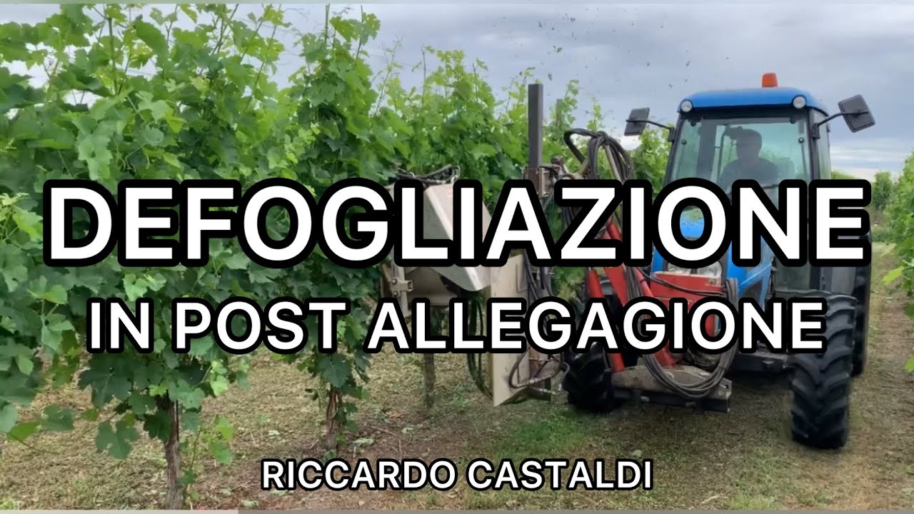 Vite. La defogliazione in post allegagione