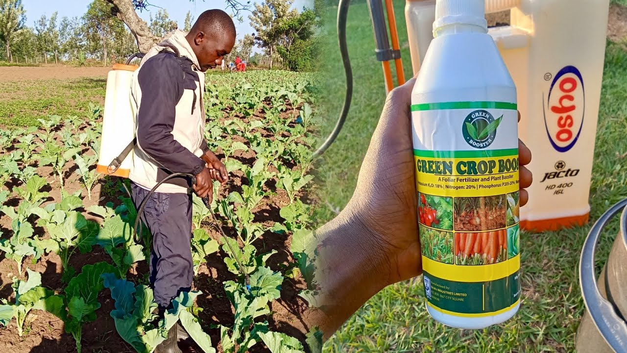 How to identify pests and control them in sukuma wiki #farming #pestcontrol #agriculture 