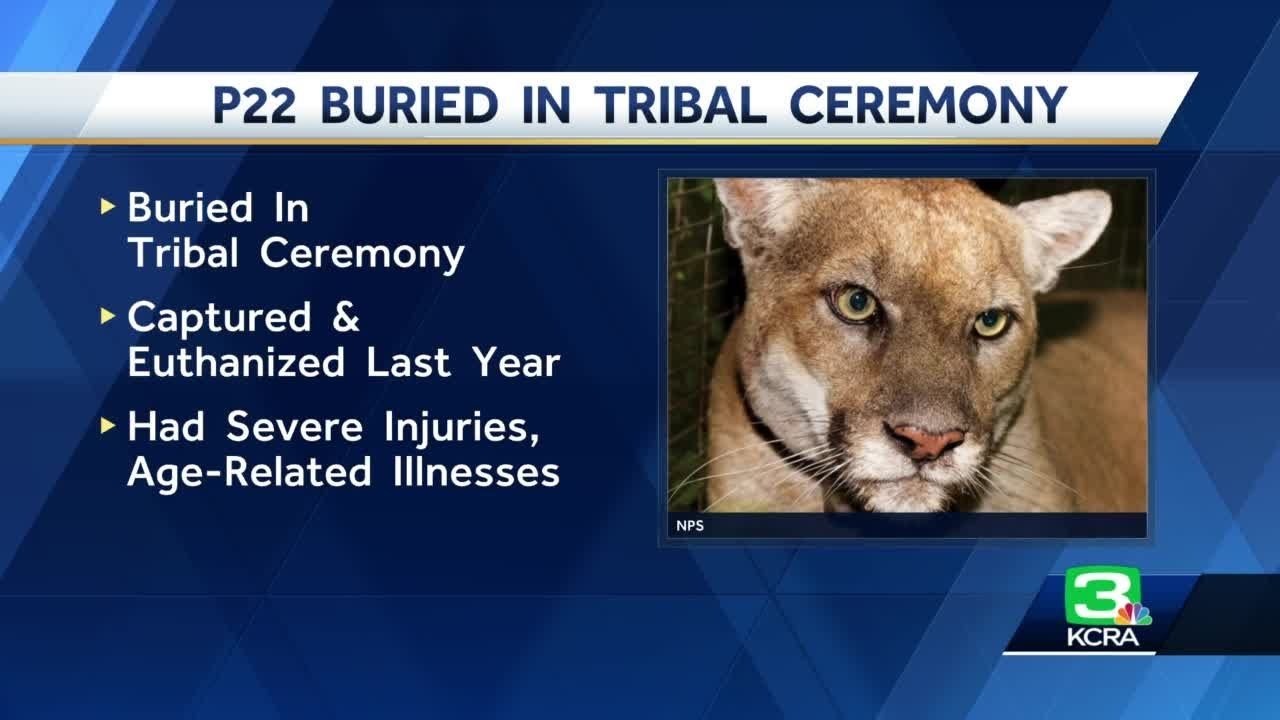 Tribes bury Southern California's famed mountain lion, P-22